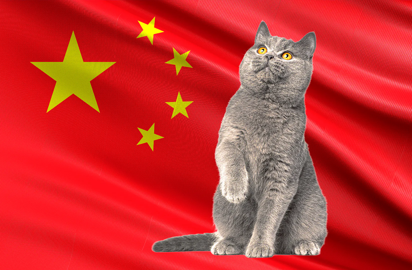 ‘Eyes gouged out’: Man paid crypto to torture and kill 1,500 cats, say activists after arrest